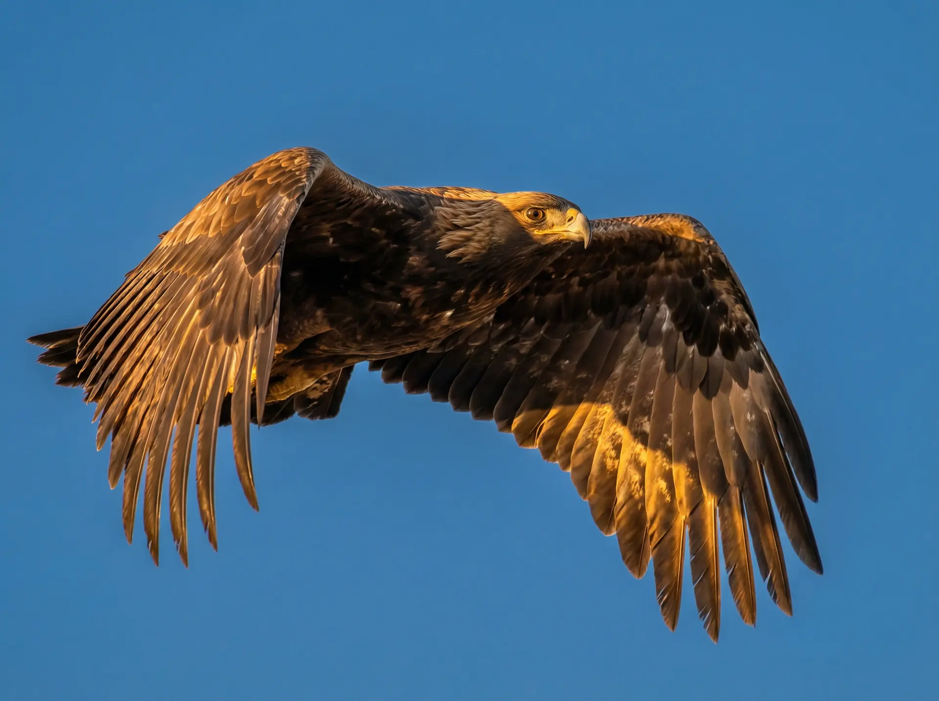 青柠TV在线观看 精选 - 飞翔中的金雕野生动物摄影